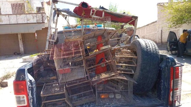 Las jaulas y tramperos que utilizaban los contrabandistas de aves.
