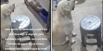 El perro que intercambia objetos por comida y se volvió viral