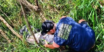 Secuestran casi 100 kilos de marihuana en Cerro Corá.