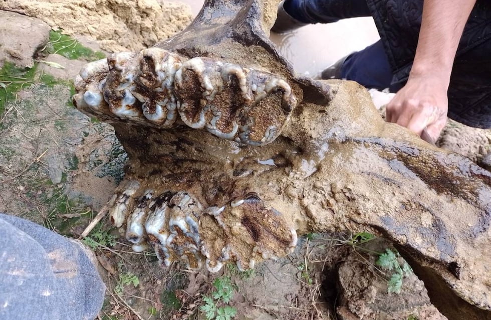 Pescador de Pueblo Andino halló restos de un mastodonte en el río Caracarañá