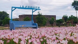Increíbles azucenas florecen en La Paquita.