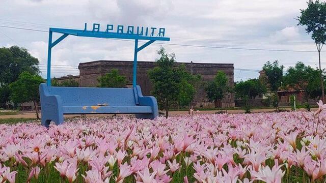 Increíbles azucenas florecen en La Paquita.