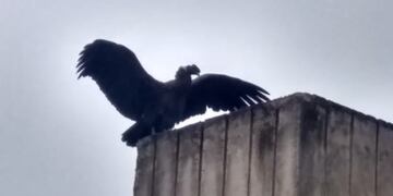 La visita de un cóndor en San Antonio de Arredondo. (Foto: Facebook / Municipalidad de San Antonio de Arredondo).