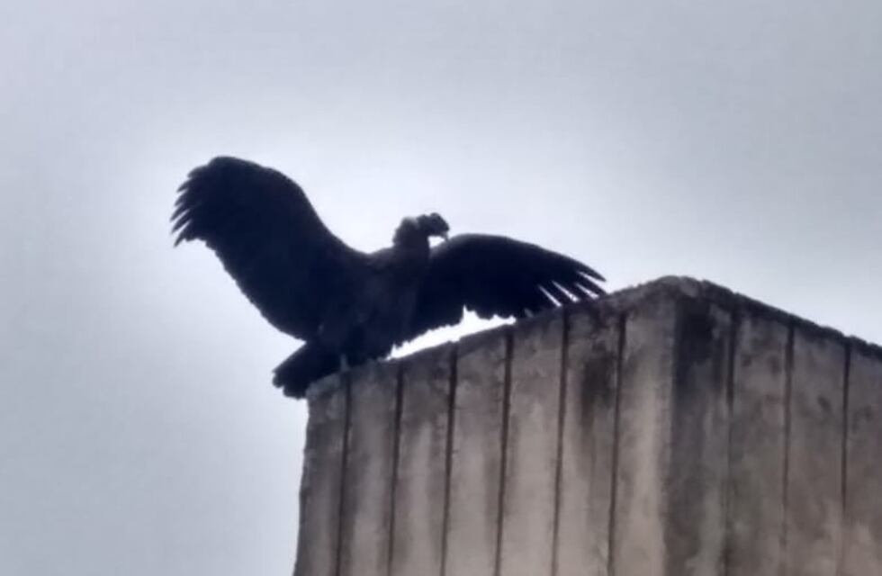 Un cóndor visitó San Antonio de Arredondo y causó revuelo entre vecinos
