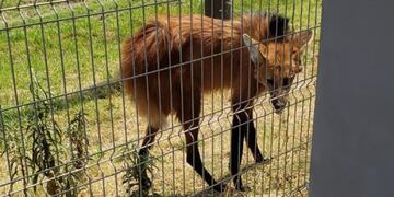 El 2 de octubre, un aguará guazú apareció en el shopping de Resistencia.