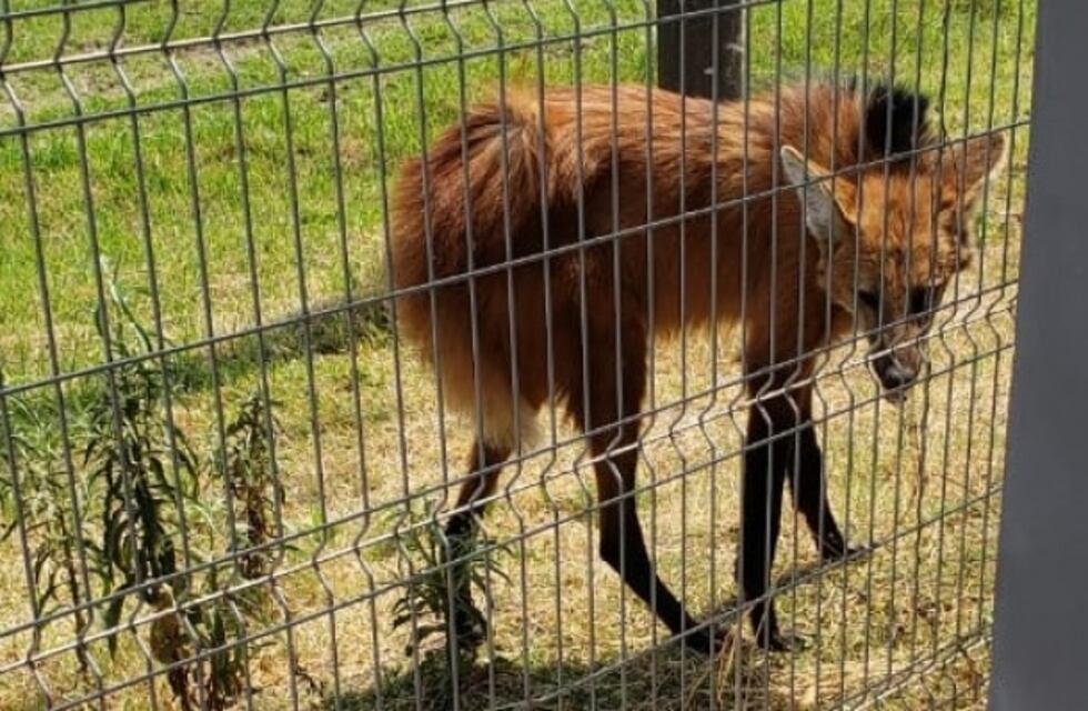 Murió el aguará guazú que rescatado en el Shopping de Resistencia