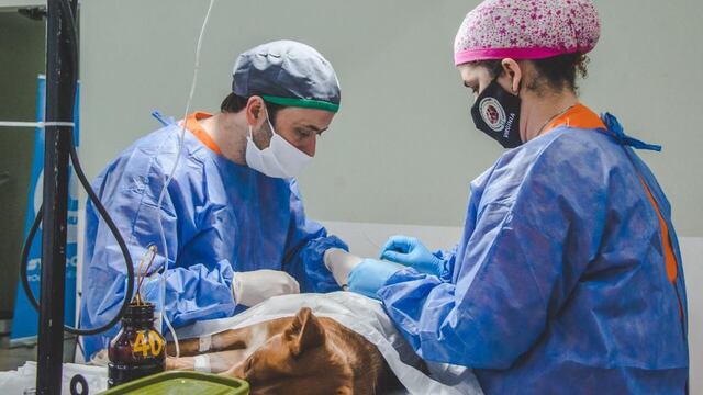 De los distintos barrios de la ciudad se esterilizaron más de 70 animales, hubo  colocación de  chips, vacuna antirrábica y entrega de antiparasitarios.