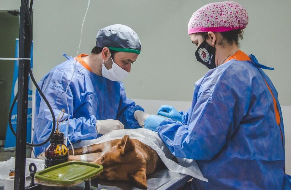 Zoonosis estará en el barrio Bahía Golondrinas