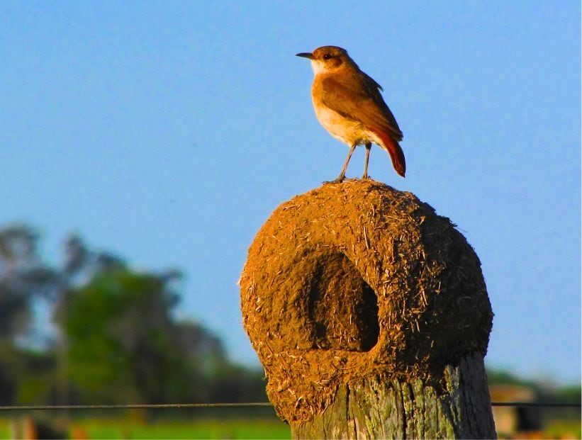 horneros en el jardín