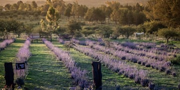 El campo de lavandas ubicado en Los Reartes.