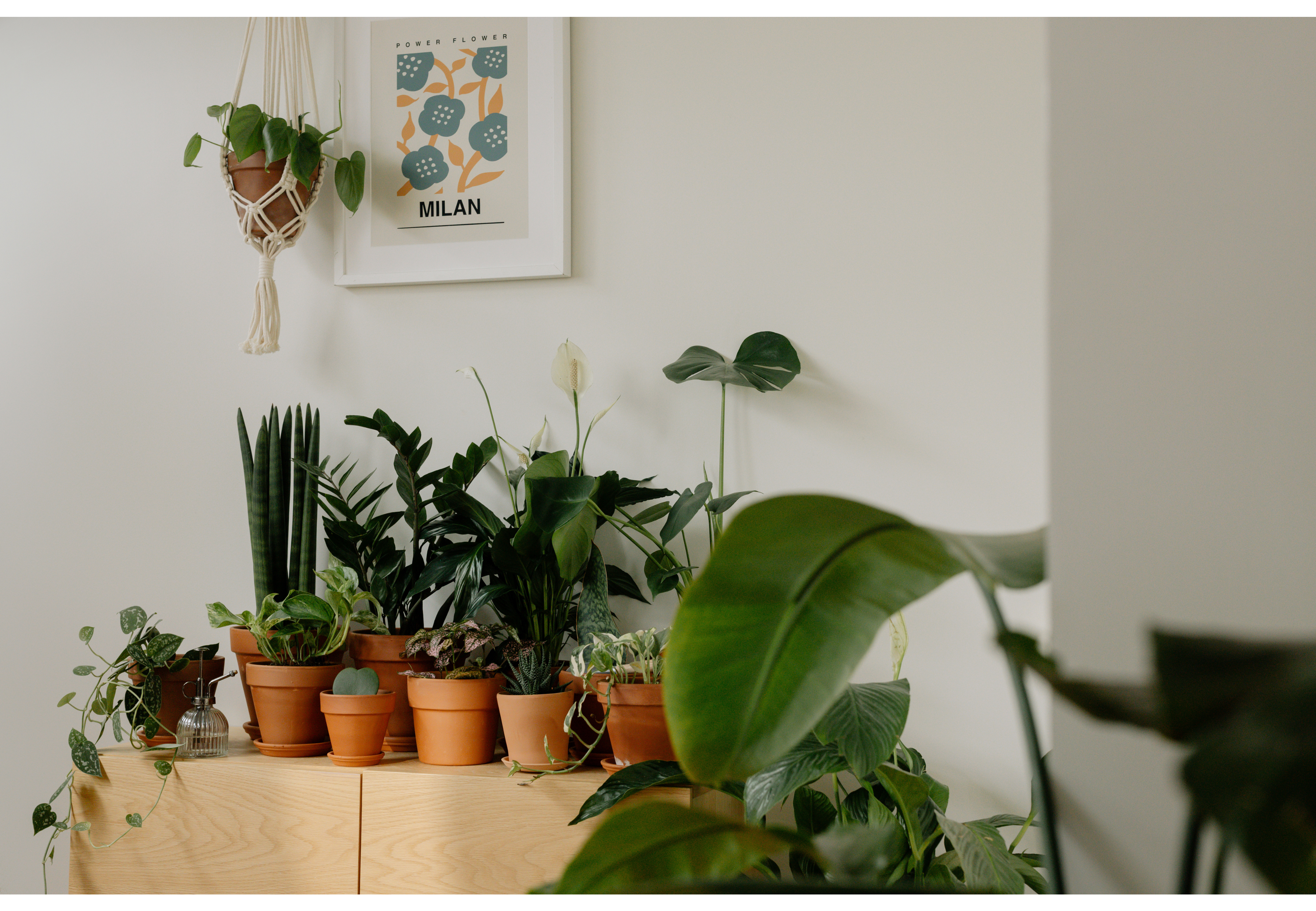 Plantas en casa, ¿sí o no?