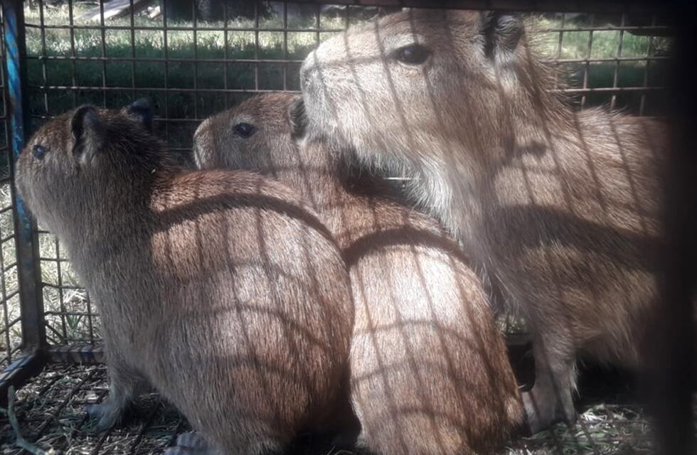Los carpinchos llegaron a Córdoba: tres especies fueron rescatadas en la ruta 7