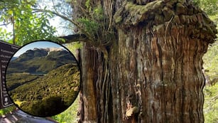 Dónde se encuentra uno de los árboles más antiguos de Argentina.