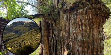 Dónde se encuentra uno de los árboles más antiguos de Argentina.