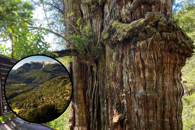 Dónde se encuentra uno de los árboles más antiguos de Argentina.