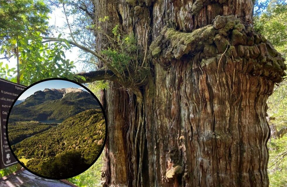Dónde queda el árbol que tiene más de 2.600 años y forma parte del Patrimonio de la Humanidad