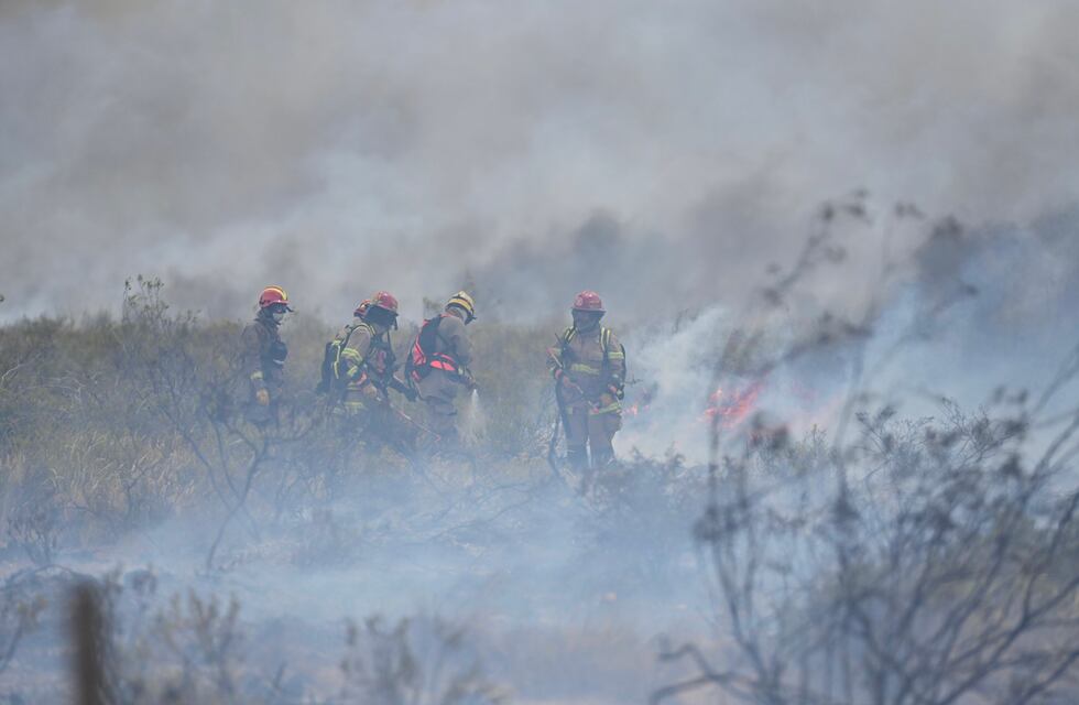 Un fotógrafo de Chubut muestra la muerte de animales que ha dejado el fuego en Puerto Madryn