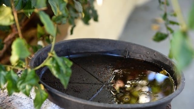 Descacharrado para evitar el dengue