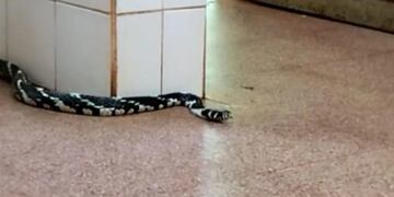Una ñacanina en el circuito Garganta del Diablo - Misiones