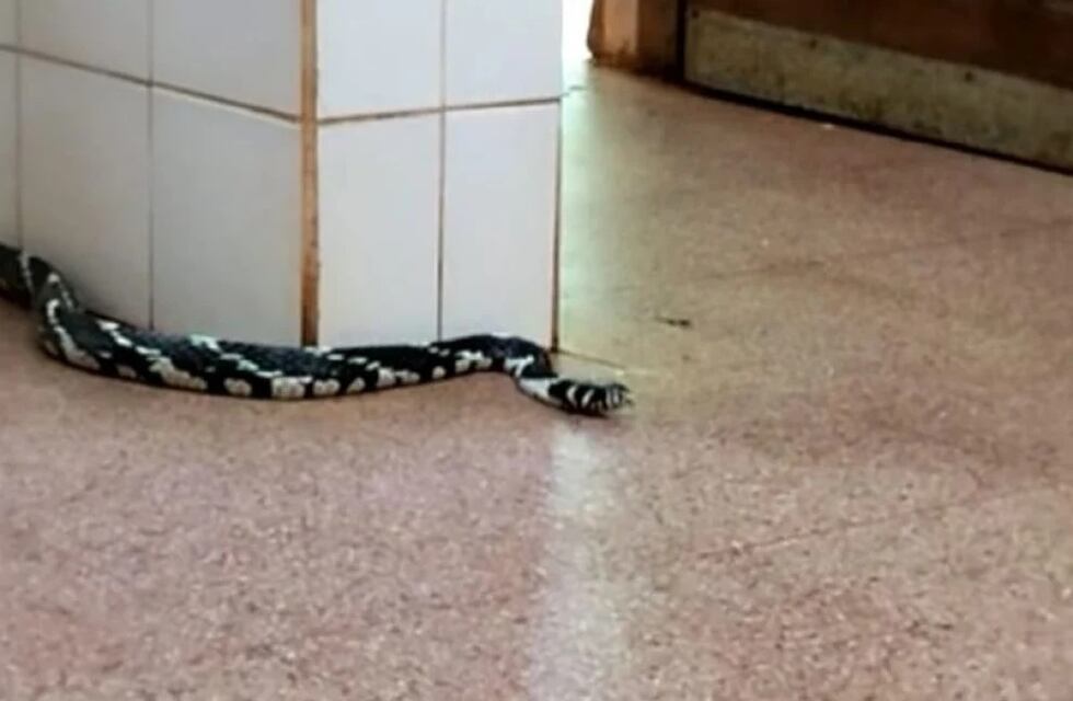 Encontraron un ejemplar de ñacanina en uno de los baños del circuito Garganta del Diablo