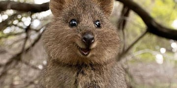 Los quokka están emparentados con los canguros.