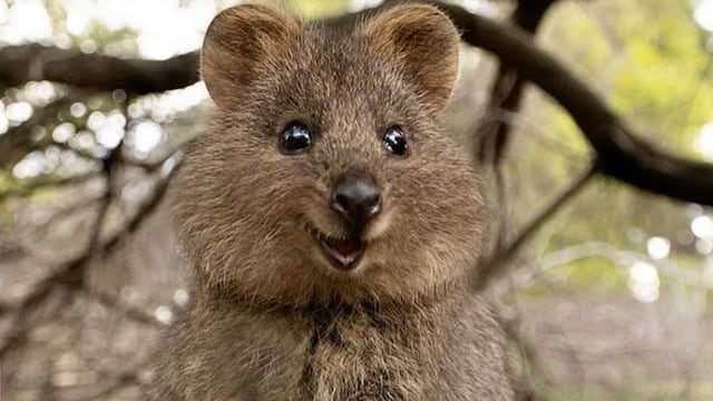Los quokka están emparentados con los canguros.