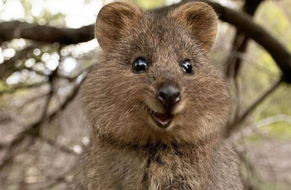 Éste es el quokka, el animal más feliz del mundo