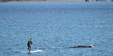 Insólito hecho en Puerto Madryn.