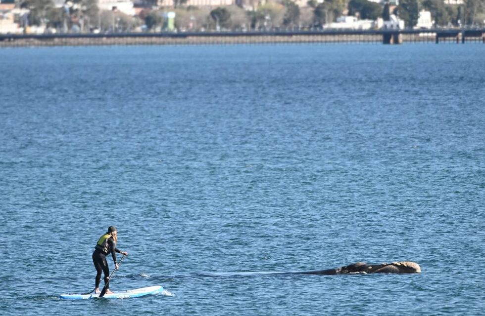 Prohibido por la ley: una mujer hacía stand up paddle en Chubut, se acercó con su tabla a las ballenas y las asustó