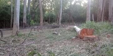 Denuncian tala y ecocidio en el Bosquecito Besaccia