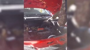 Un inesperado animal apareció en el motor de un auto.