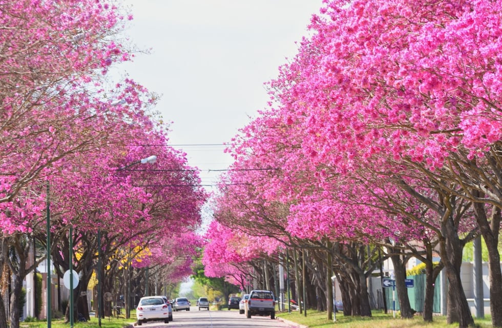 Gran interés ciudadano en el arbolado público