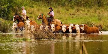 Productores ganaderos trasladan sus animales