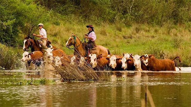 Productores ganaderos trasladan sus animales