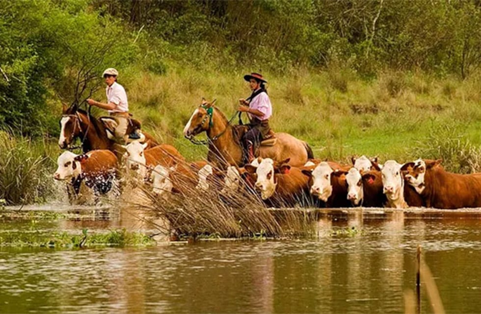 Alerta en La Paz por la crecida del río Paraná: productores ganaderos trasladan sus animales