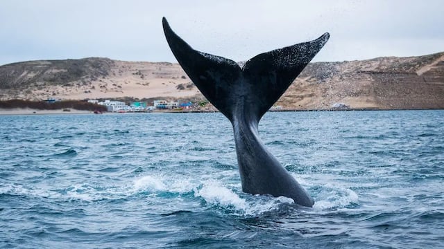 Algunas de las mágicas postales que nos regala Puerto Pirámides.