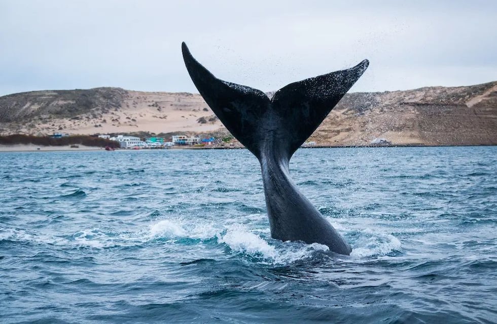 Puerto Madryn nos regala un encuentro mágico con ballenas: los mejores lugares para recorrer