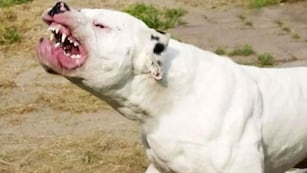 Perro Dogo Argentino.
