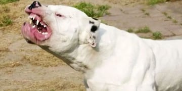 Perro Dogo Argentino.