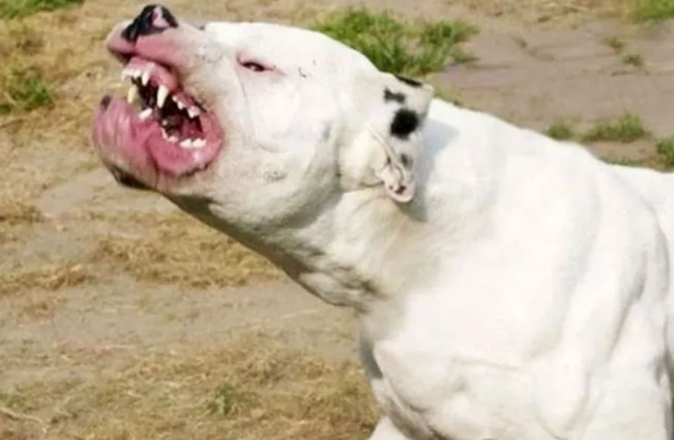 Una bebé y su mamá fueron moridas por perros dogos en Maipú