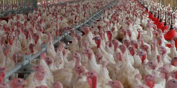 China confirmó el primer contagio humano de gripe aviar H10N3 en el mundo.