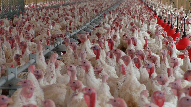 China confirmó el primer contagio humano de gripe aviar H10N3 en el mundo.