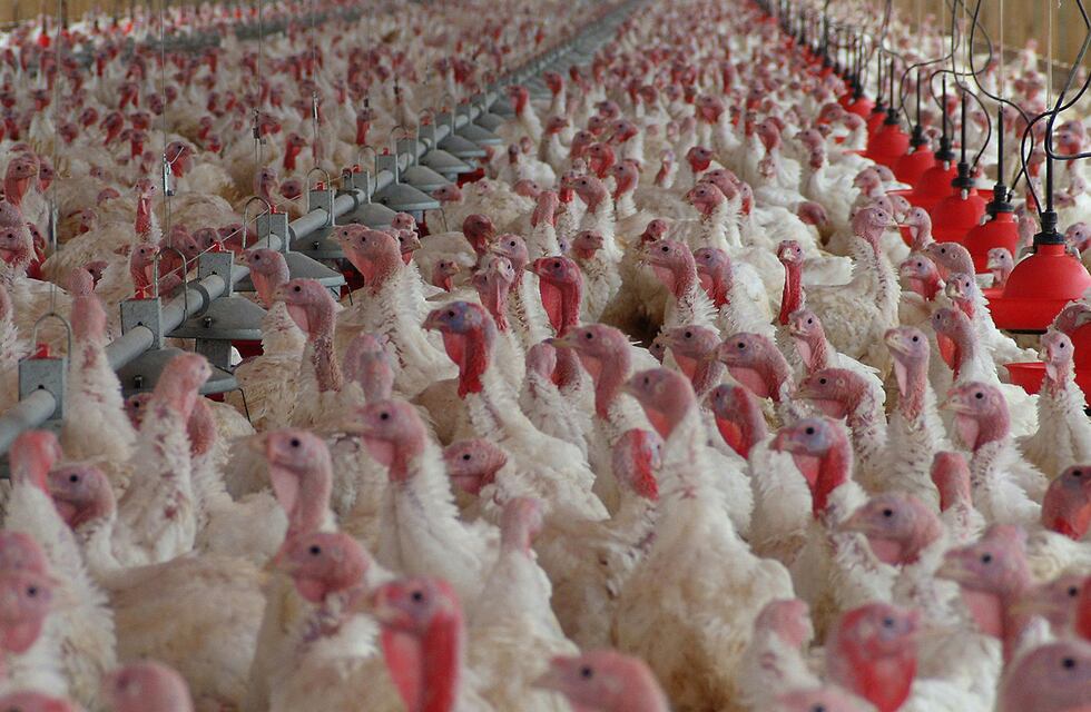 China detectó el primer contagio humano de gripe aviar H10N3 en el mundo