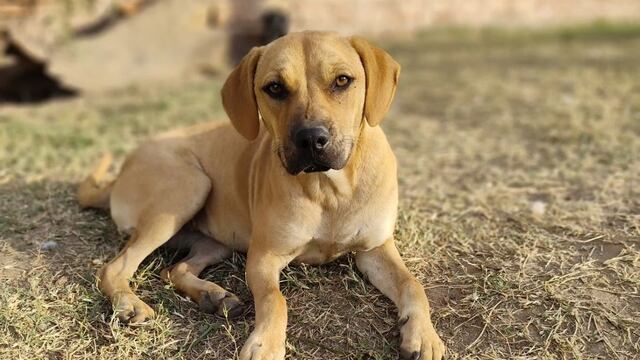 Corazón de Trapo Arroyito cerraría sus puertas