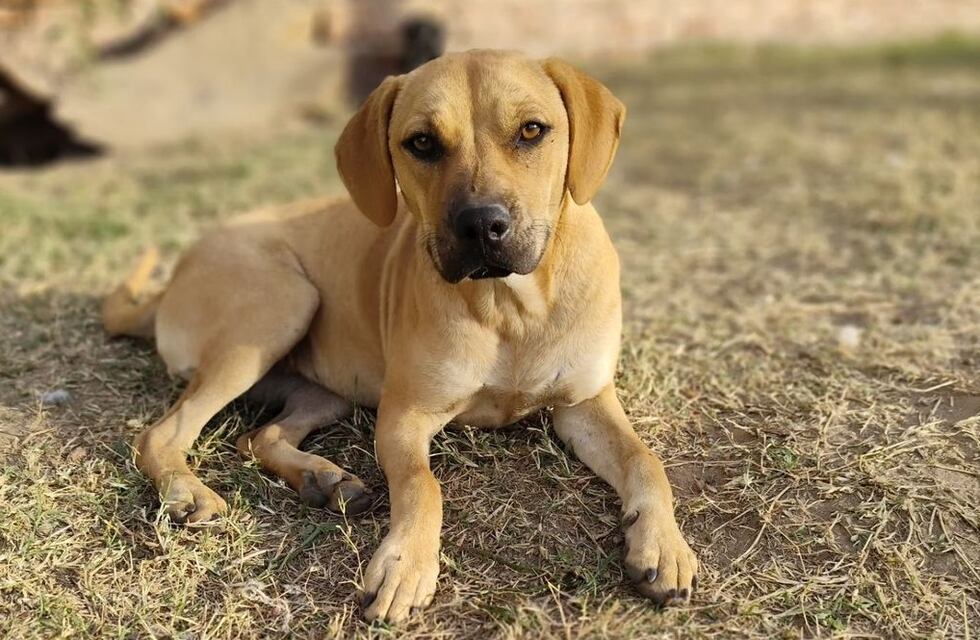 Por una deuda en agosto que supera los $2.000.000, Corazón de Trapo no seguiría con su función