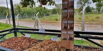 El programa Más árboles, Más vida" ya recolectó casi dos millones de semillas de árboles que serán cultivados en los viveros provinciales y luego plantados en las rutas de la provincia. Gentileza ANSL