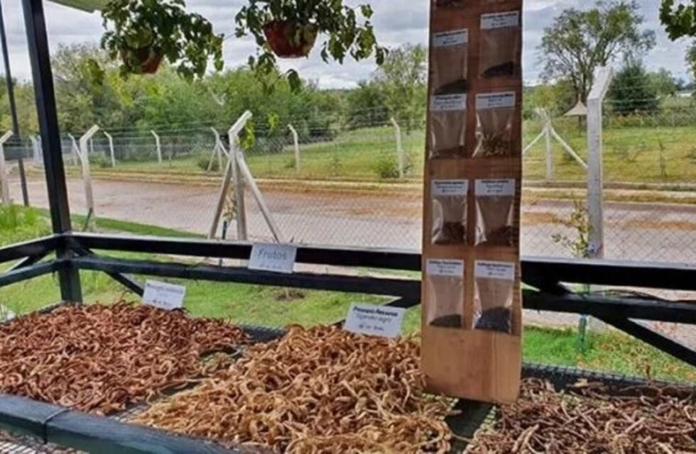 El Programa “Más árboles, Más vida” ya recolectó casi 2 millones de semillas