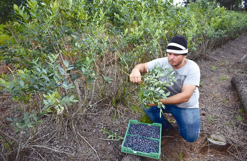 Inició la cosecha de arándanos en Colonia San Jorge, en San Pedro