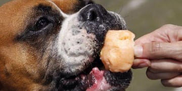 Helados para perros