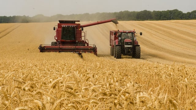 Cosecha de trigo Ruso
